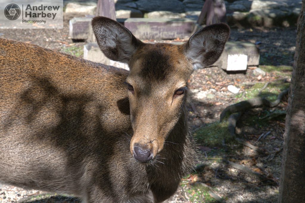 Visiting Japan Miyajima Island