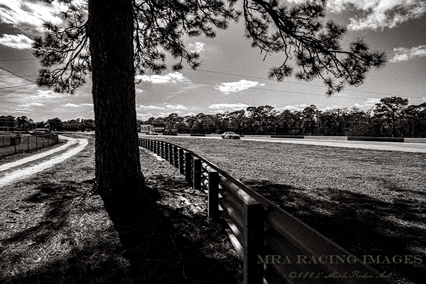 Sebring the Solitary Pine, Northeast of the Hairpin